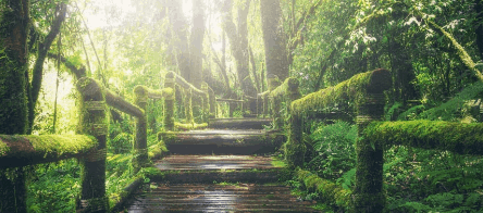 Área Medio Ambiente
